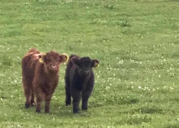 Barka Daire Eppenschlag