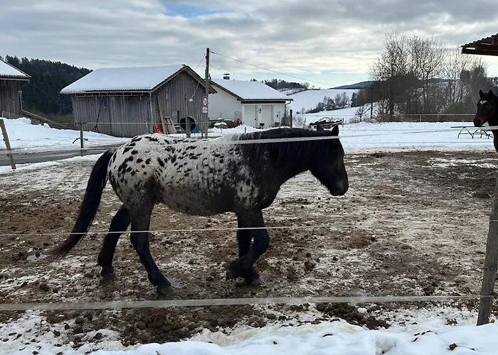 Daire Barka Eppenschlag